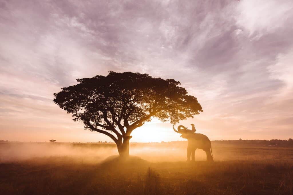 Elephant at sunrise in Thailand